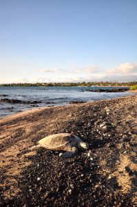 アナエホオマル・ビーチのウミガメ