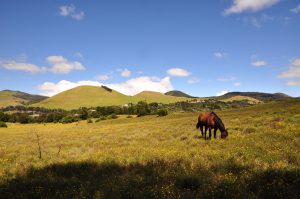 ワイメアの牧場で草を食む馬
