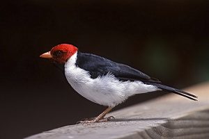キバシコウカンチョウ