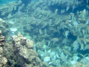 入り江には魚がいっぱい！