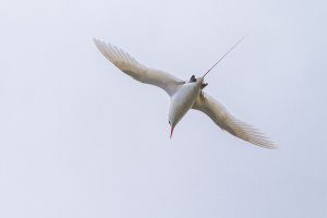 アカオネッタイチョウ