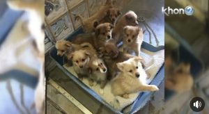 ドッグパークで知り合った人がシェルター時代の凛音がニュースで流れてた動画を送ってくれた！仔犬を産ませ過ぎたブリーダーさんが一気にシェルターに落とした仔犬たち...ちょっと考えませんか、責任について