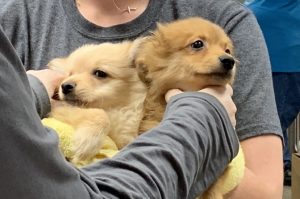 我が家に来る直前。向かって左が凛音。右は同時に他のおウチにもらわれていった子。今も凛音の兄弟姉妹にドッグパークで会うことがあります。