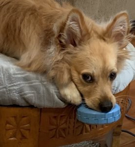 この仔は７ポンド以上にはならないと言った獣医さん。いま立派に17ポンド近くに育ちました。