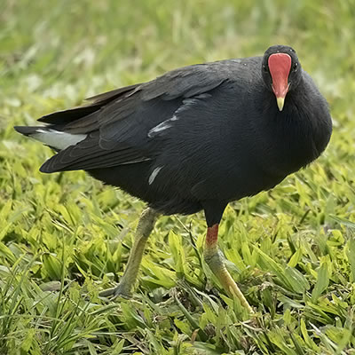 水辺の鳥 ２ パシフィックリゾートのホロホロ ハワイ カワラ版