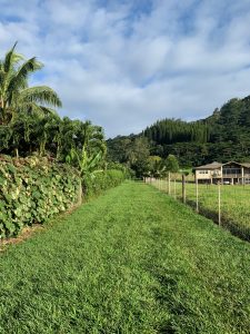 朝のウォーキングは、スリーピングトレイルへ続くトレイルからスタート。 だんだんと朝の寒さが増して、太陽が昇る時間も遅くなり、 増してくる、ぐずぐずっ気を払いのける日々です