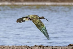 カオジロブロンズトキ