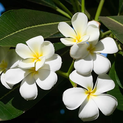 プルメリアの生い立ち | パシフィックリゾートのホロホロ ハワイ カワラ版