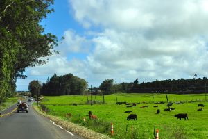 ワイメア周辺の牧草地で草を食む牛たち