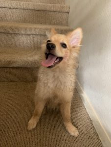 凛音（りおん）の笑った顔を見て、この笑顔がお手本だといつも思います。誰かや動物たちの笑顔は、周囲に新たな笑顔をたくさん作りますね。