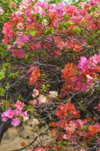 枝からは鋭いトゲが生じる