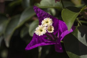 紫色の部分は苞、白い円形部分は萼の変化したもの、その中心にわずかに見えるのがシベ