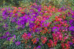 ひとつの株からさまざまな色合いの花をつけることもある