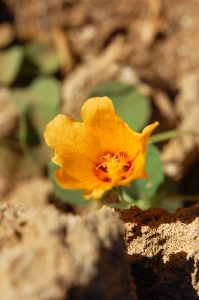 小さなイリマの花