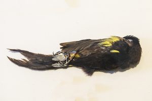 絶滅したオオ(ハワイミツスイの一種)