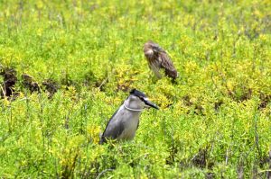 手前がゴイサギ（アウクウ）奥の茶色い鳥が幼鳥のホシゴイ