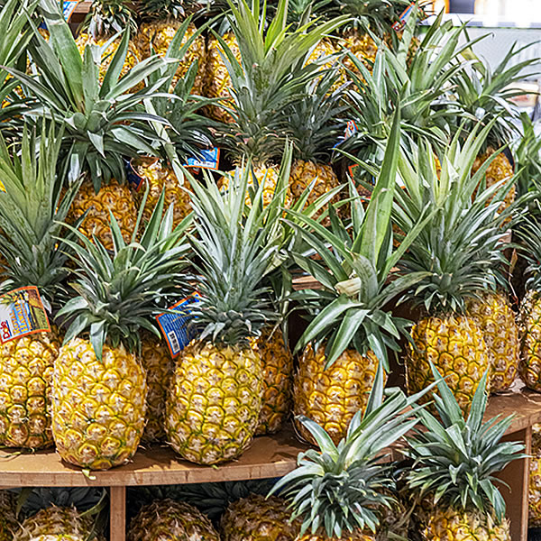 パイナップルの歴史 | パシフィックリゾートのホロホロ ハワイ カワラ版