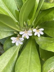 ナウパカの花