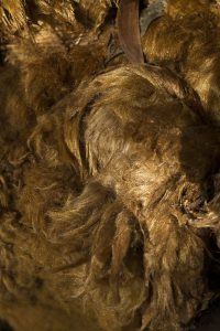 木部の頂にできるやわらかな繊維