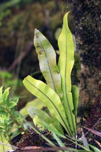 エーカハ(オペハ)