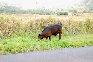 ハイウェイ脇で草を食む脱柵中の牛