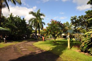熱帯植物に囲まれた園内