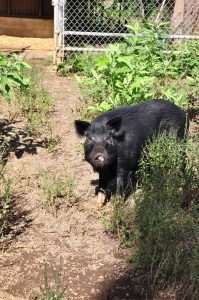 動物園の野生ブタ。イノシシみたいですね